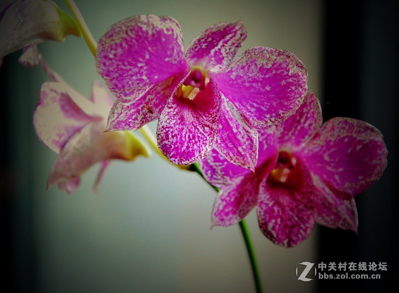 一组兰花        若无清风吹，香气网谁发，