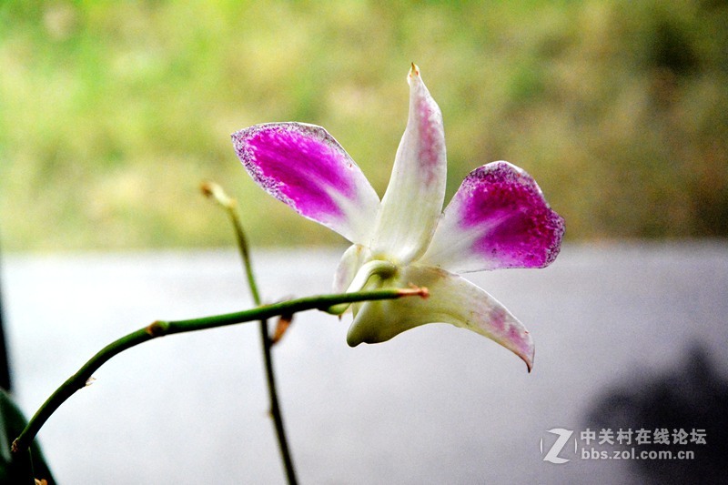 一组兰花        若无清风吹，香气网谁发，