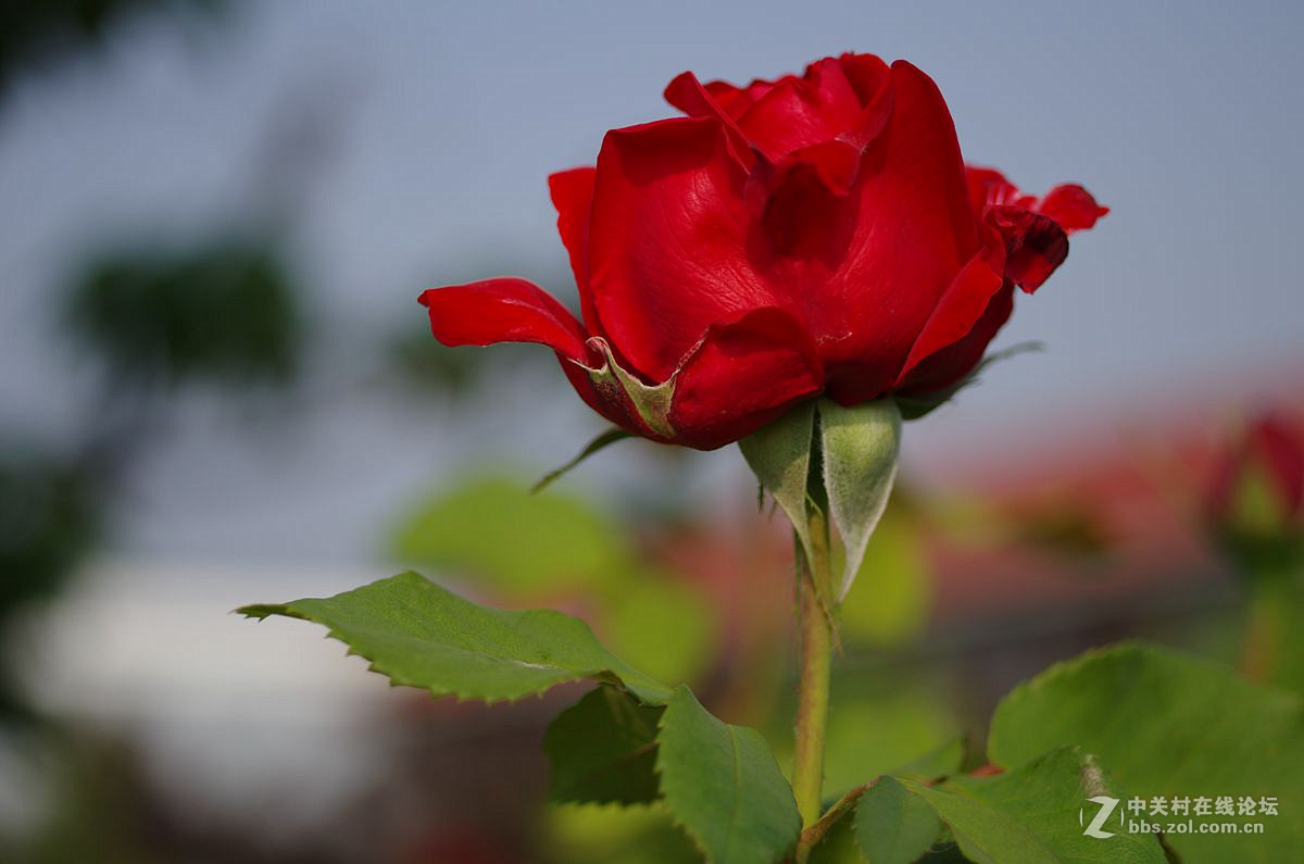 #版主坐堂#2016年6月份《承德》优秀作品选辑