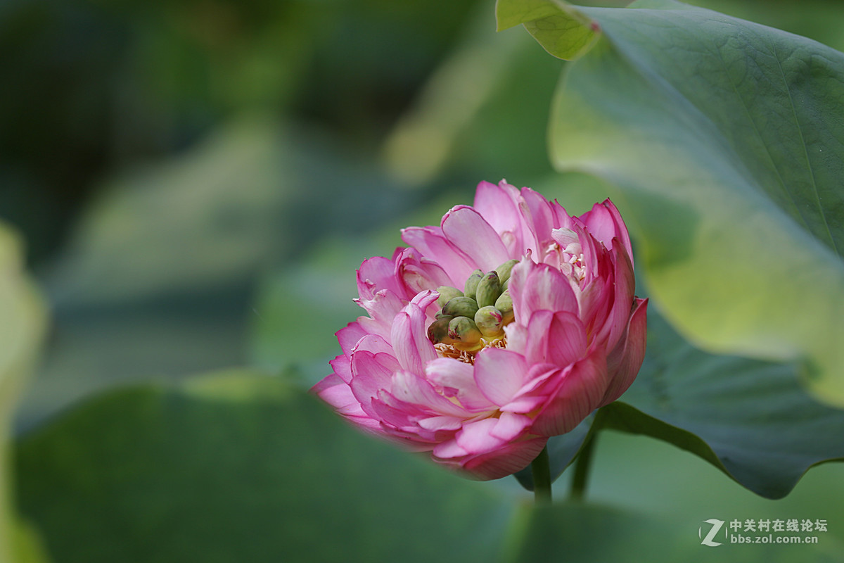 #版主坐堂#2016年6月份《承德》优秀作品选辑