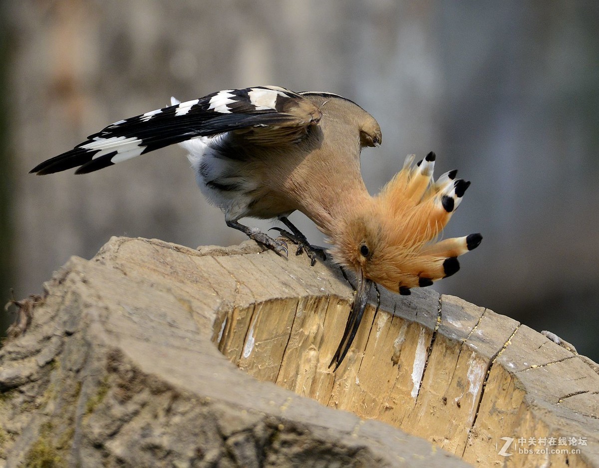 #版主坐堂#2016年6月份《承德》优秀作品选辑