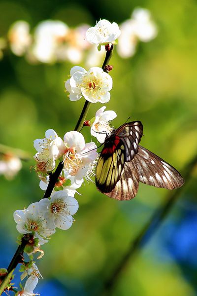 摄影论坛 摄影作品论坛 自然风景论坛 蝶恋花器材:佳能6d(单机)