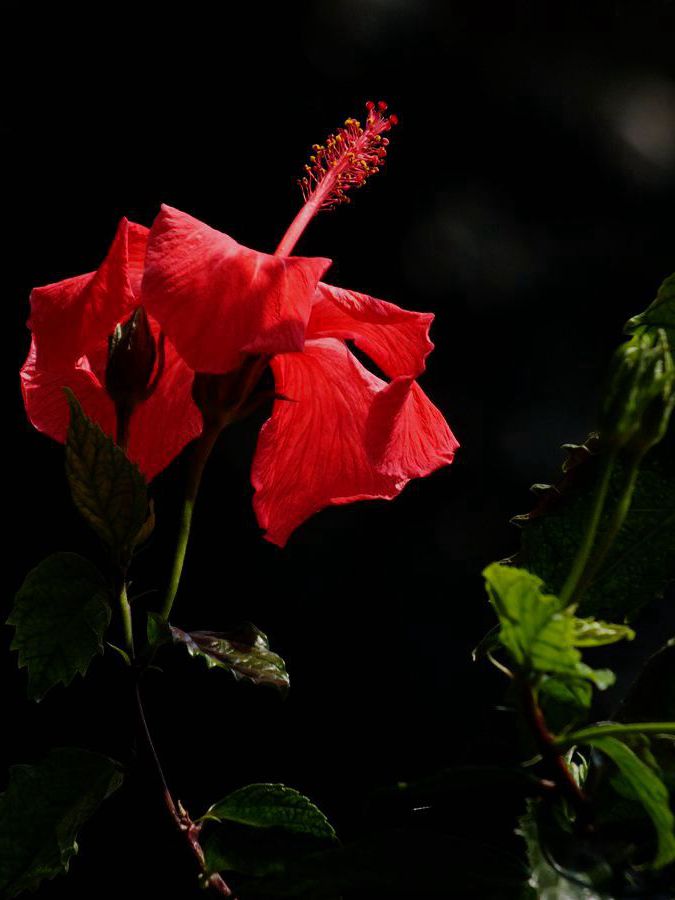 #ZOL月赛-三月风光无限好#大红花