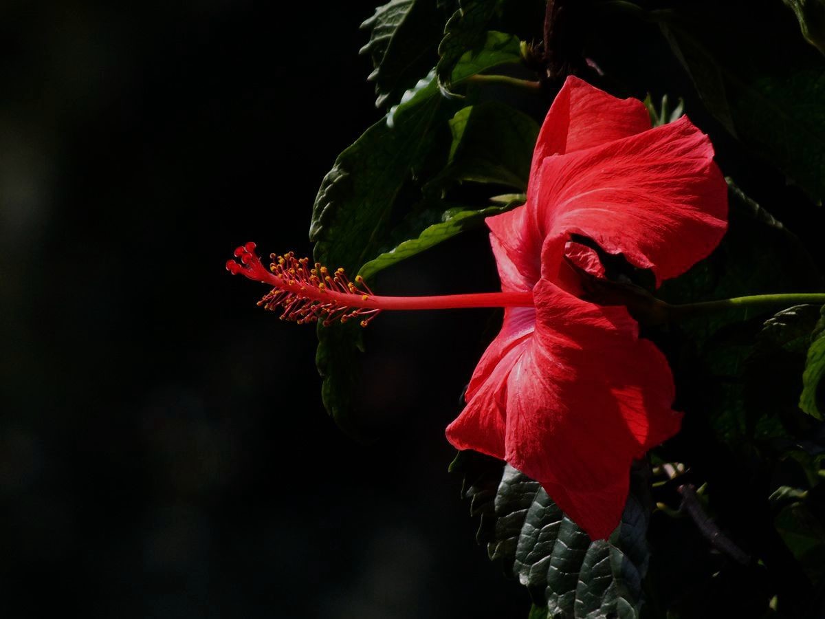 #ZOL月赛-三月风光无限好#大红花