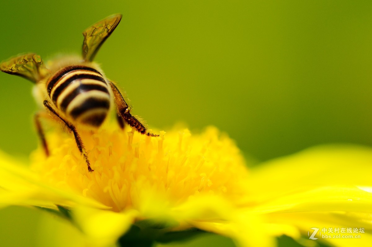 尼康70-300加近摄镜