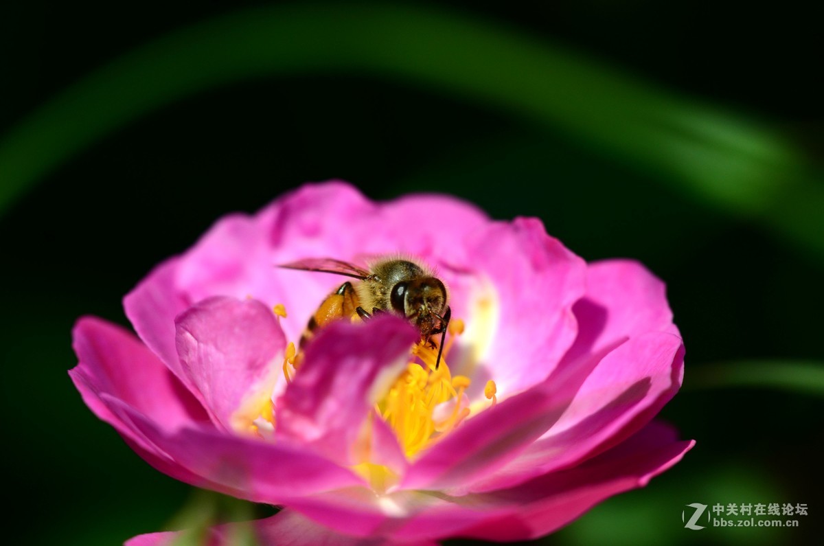 尼康70-300加近摄镜