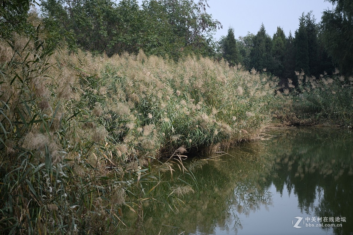 D850试机——大运河森林公园