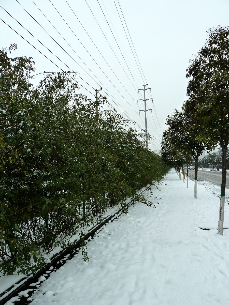 雪后看梅