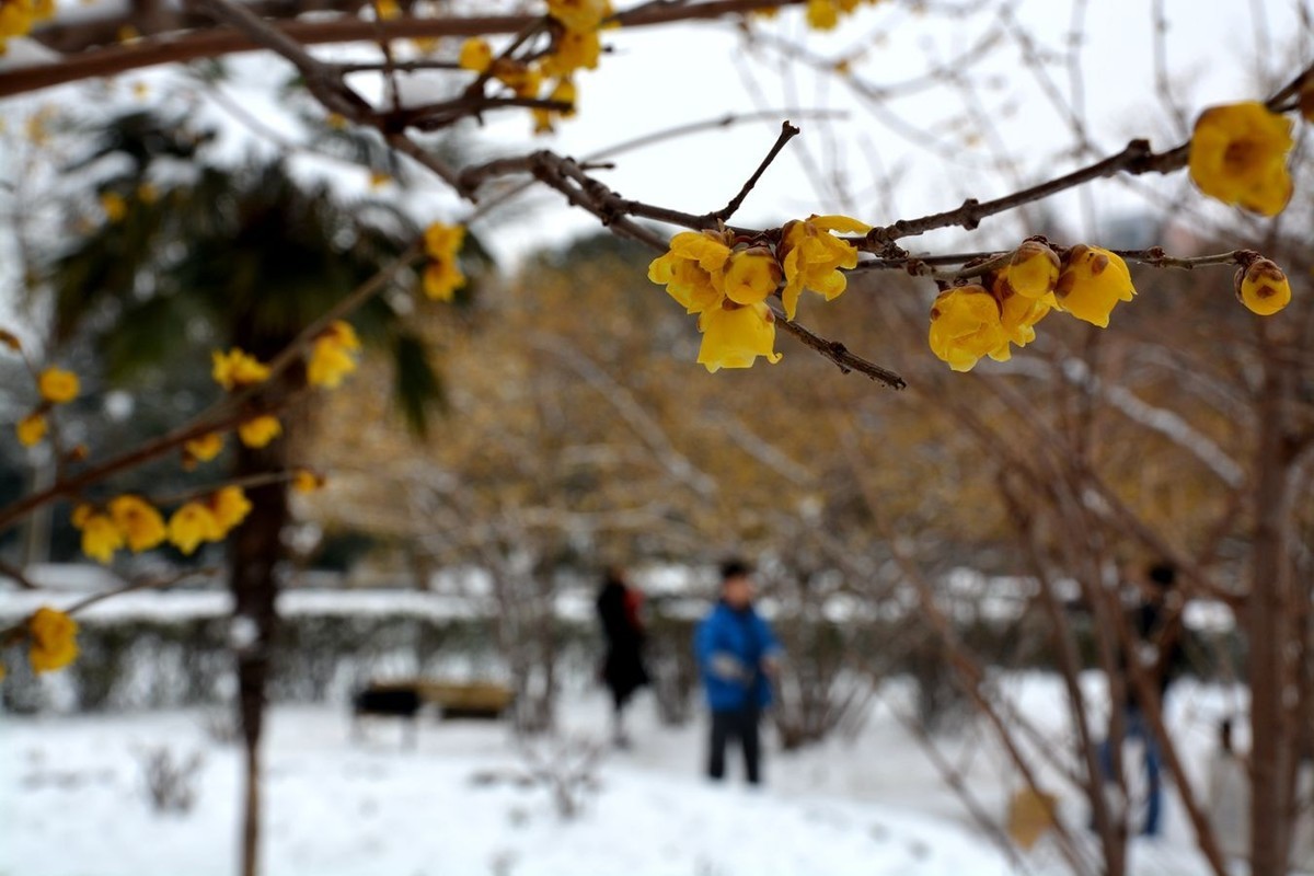 雪后看梅