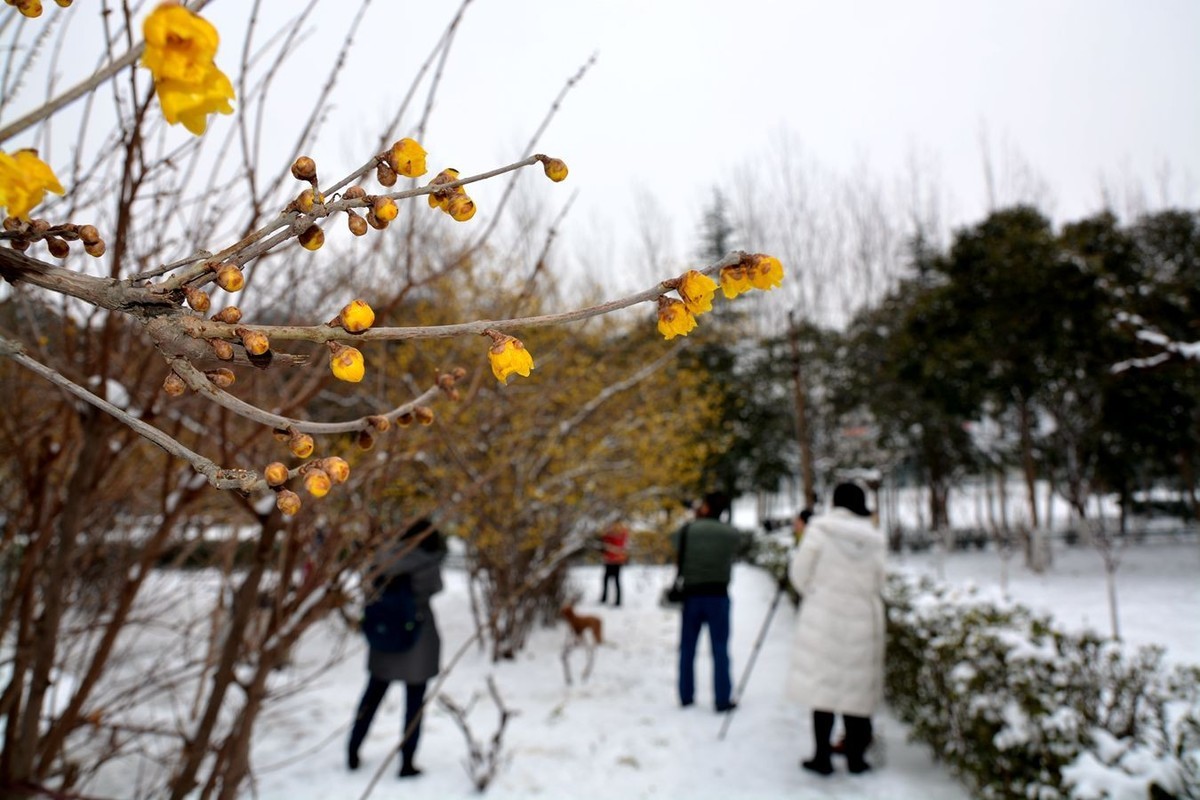 雪后看梅