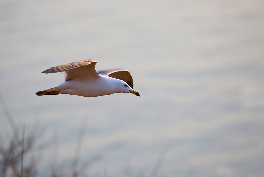 海驴岛—黑尾鸥的飞姿