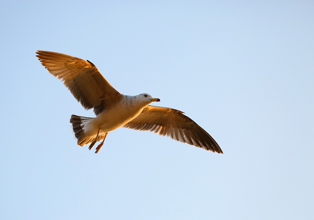 海驴岛—黑尾鸥的飞姿