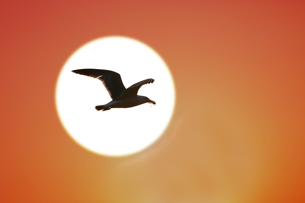 海驴岛—黑尾鸥的飞姿