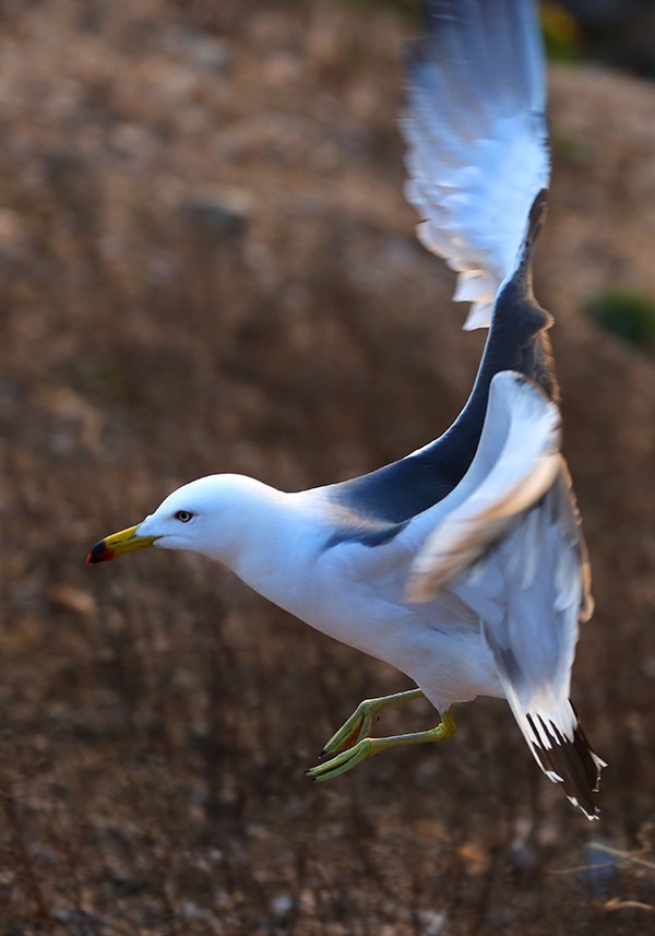 海驴岛—黑尾鸥的飞姿