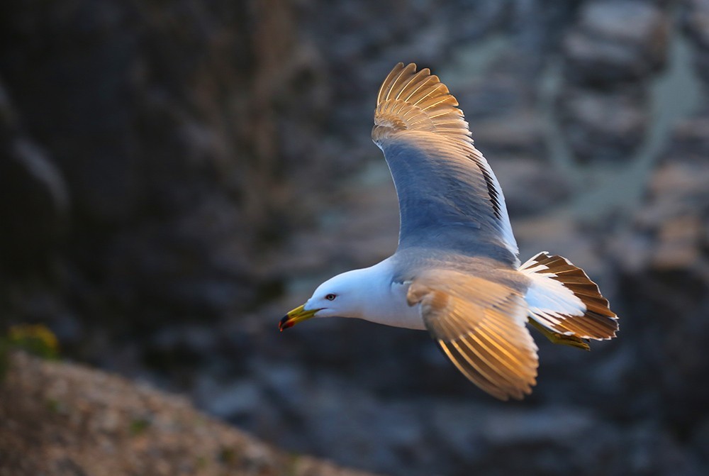 海驴岛—黑尾鸥的飞姿
