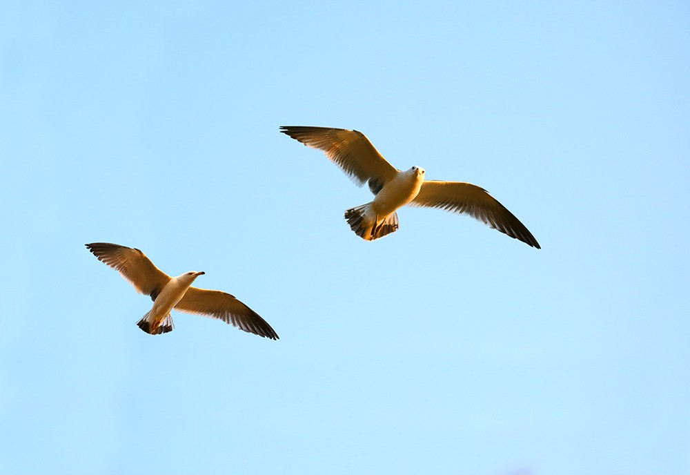 海驴岛—黑尾鸥的飞姿