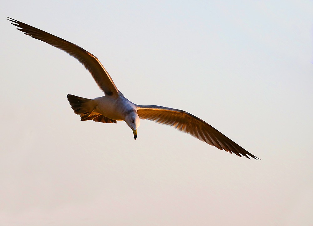 海驴岛—黑尾鸥的飞姿