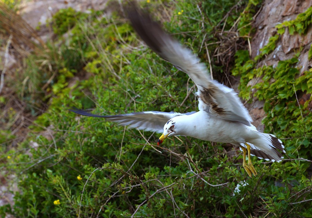 海驴岛—黑尾鸥的飞姿