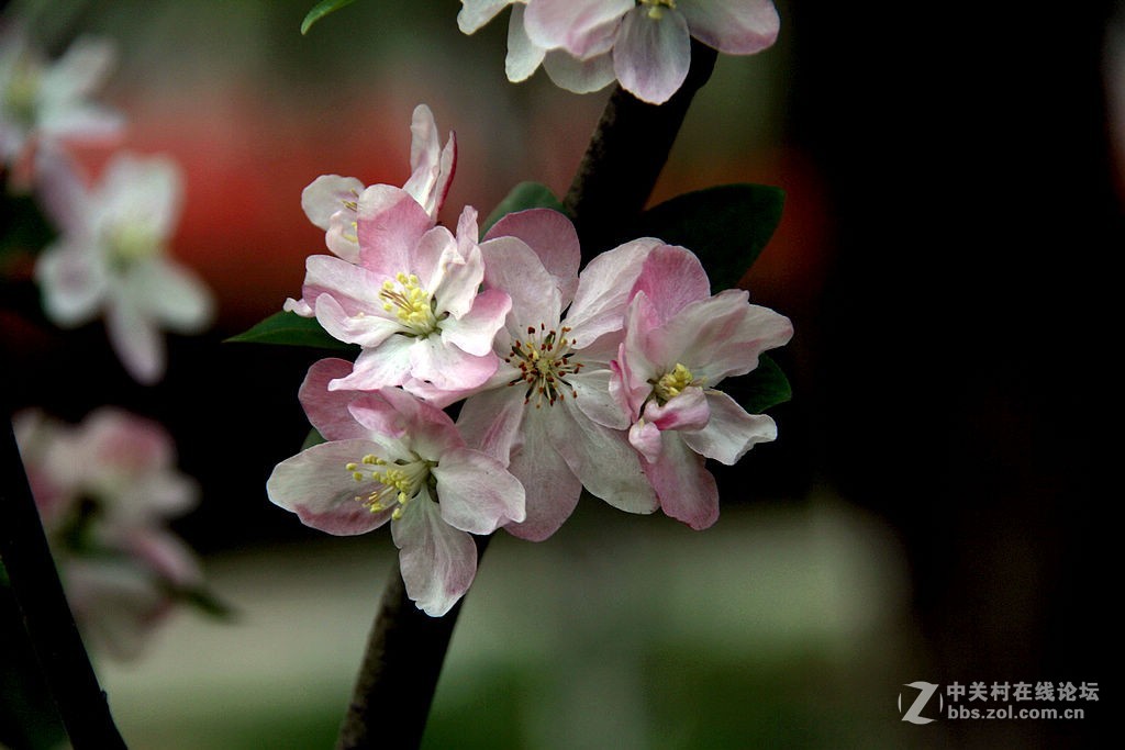 180616-西府海棠花-5