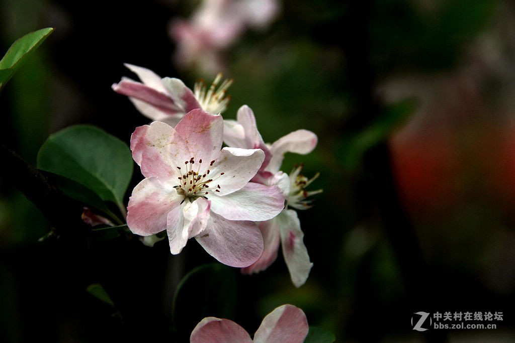 180616-西府海棠花-5