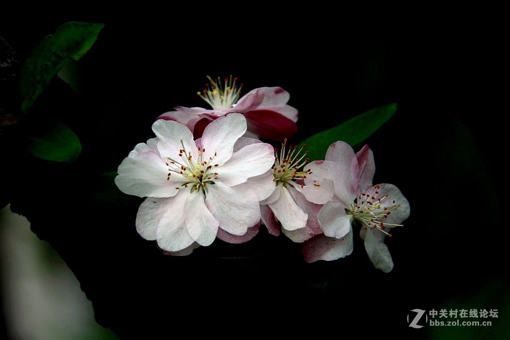 180616-西府海棠花-5