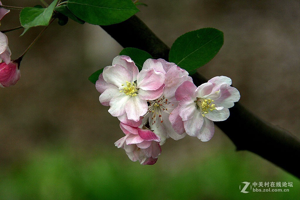 180616-西府海棠花-5