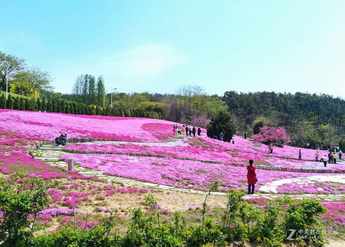 大連棒棰島芝櫻花海