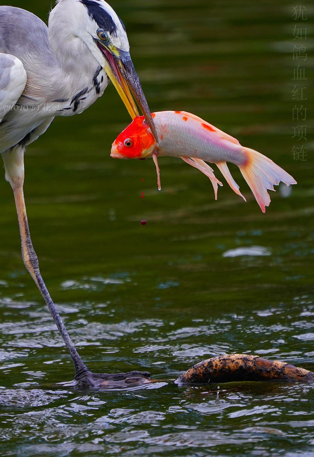 犹如鸽血红的项链！