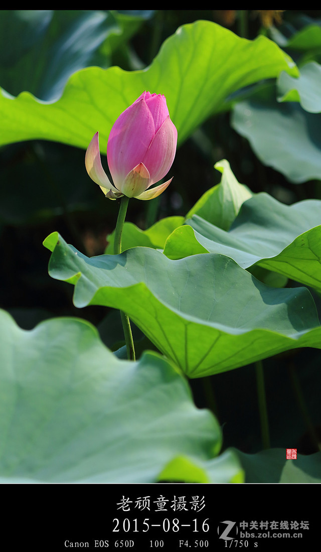 携帖拜望道法自然，寻光问影二位师友【光明灿烂花如纸，秋熟季节艳荷姿】