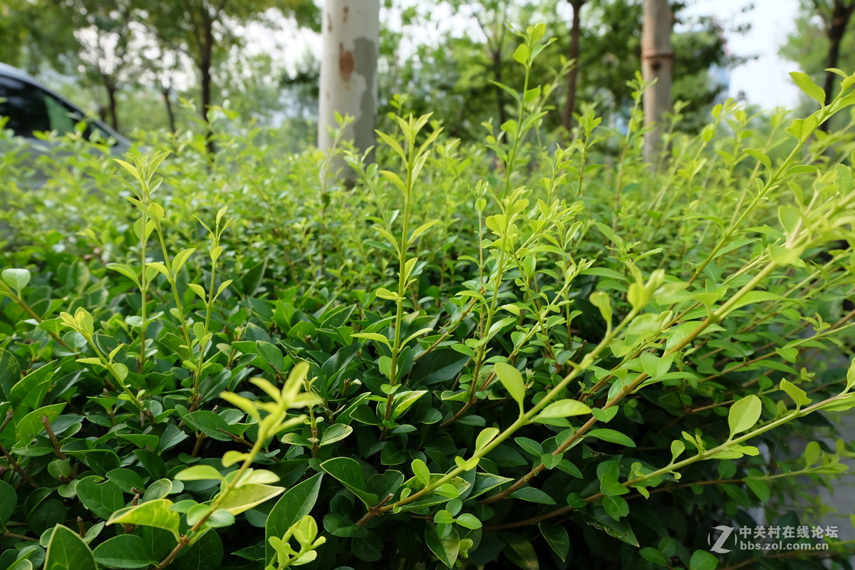 富士X-A2玩转接，转接老海鸥MD卡口镜头