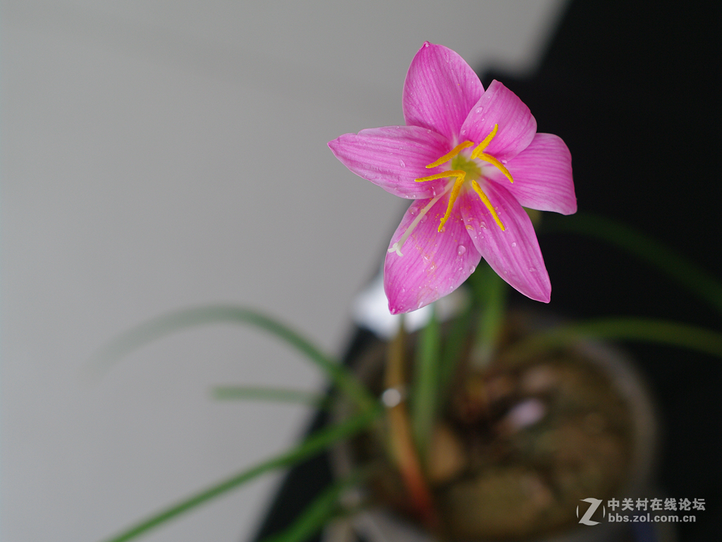 新淘的FA50 1.4跟A16比拍花色彩清淡许多