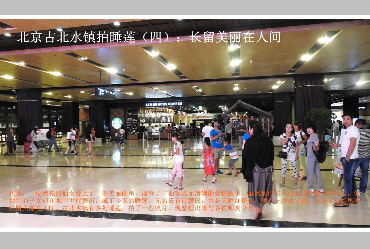 北京古北水镇拍睡莲（四）：长留美丽在人间