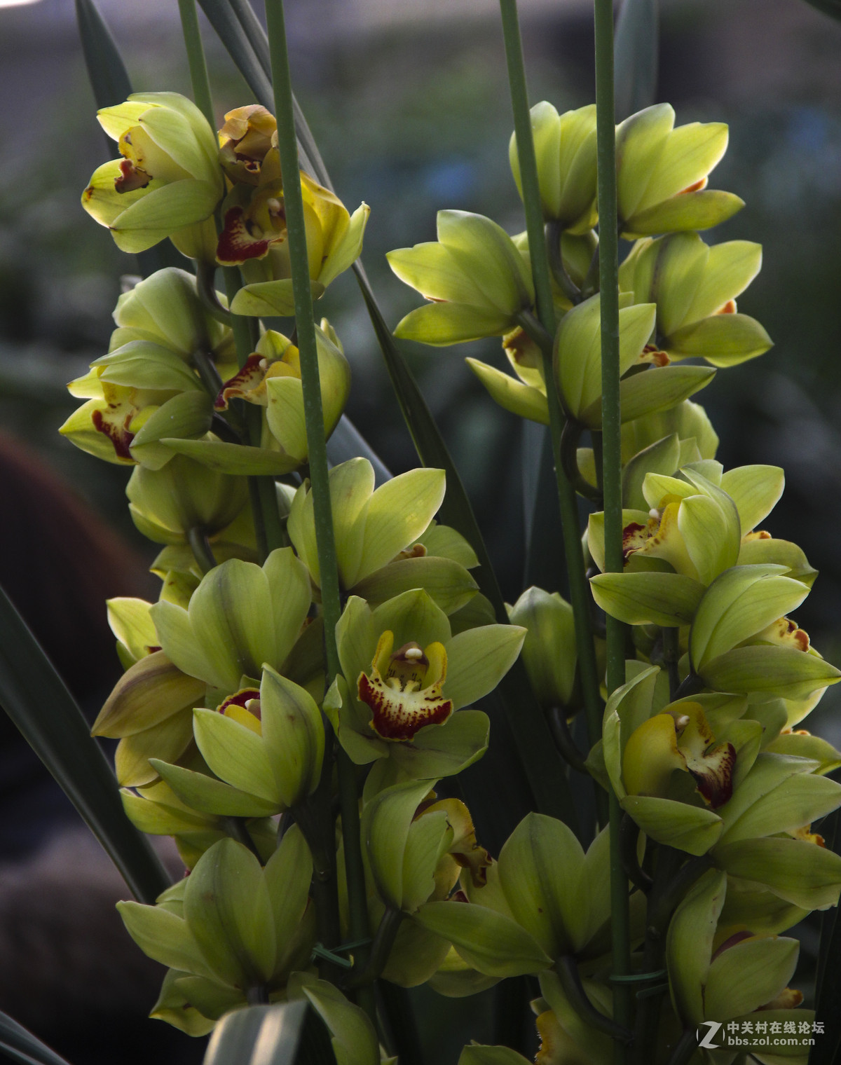 大花蕙兰(上)-中关村在线摄影论坛