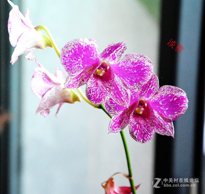一组兰花        若无清风吹，香气网谁发，