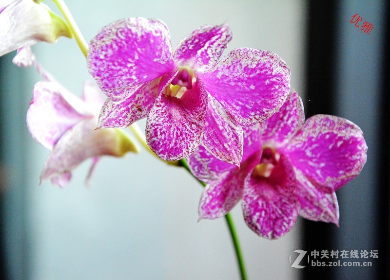 一组兰花        若无清风吹，香气网谁发，