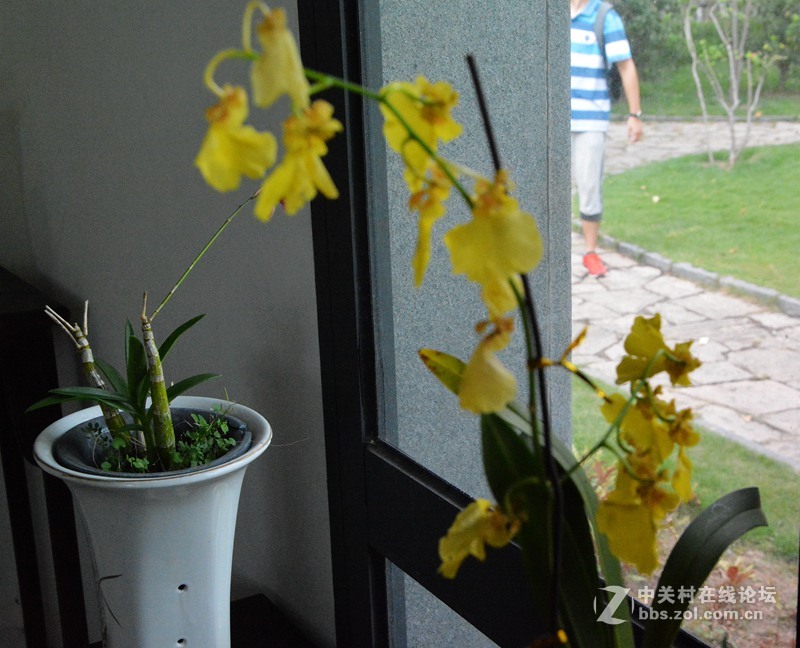 一组兰花        若无清风吹，香气网谁发，