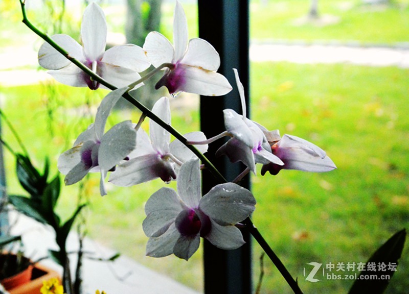 一组兰花        若无清风吹，香气网谁发，