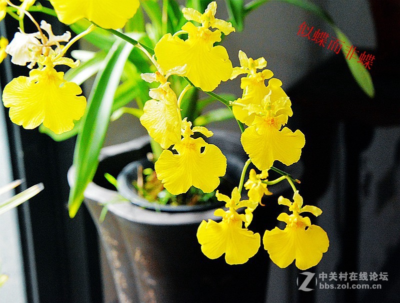 一组兰花        若无清风吹，香气网谁发，