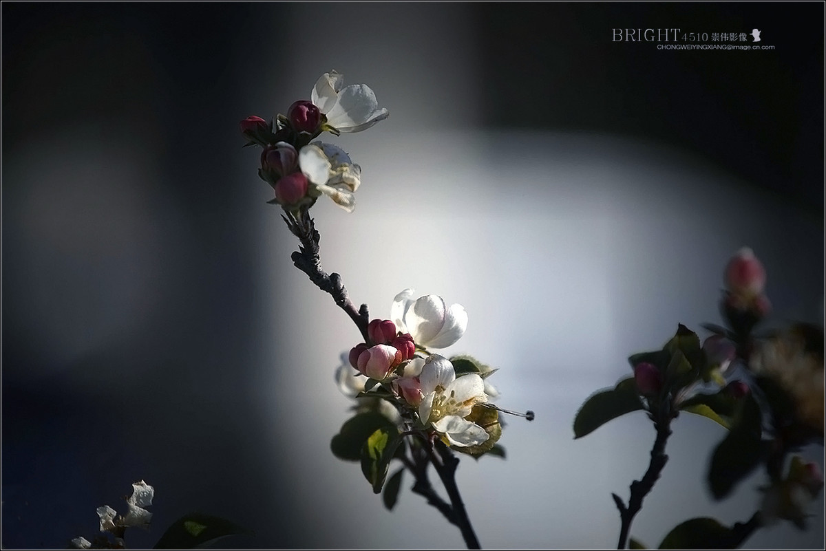 #版主坐堂#【天津版块】2016年11-12月金、银钻精华汇总