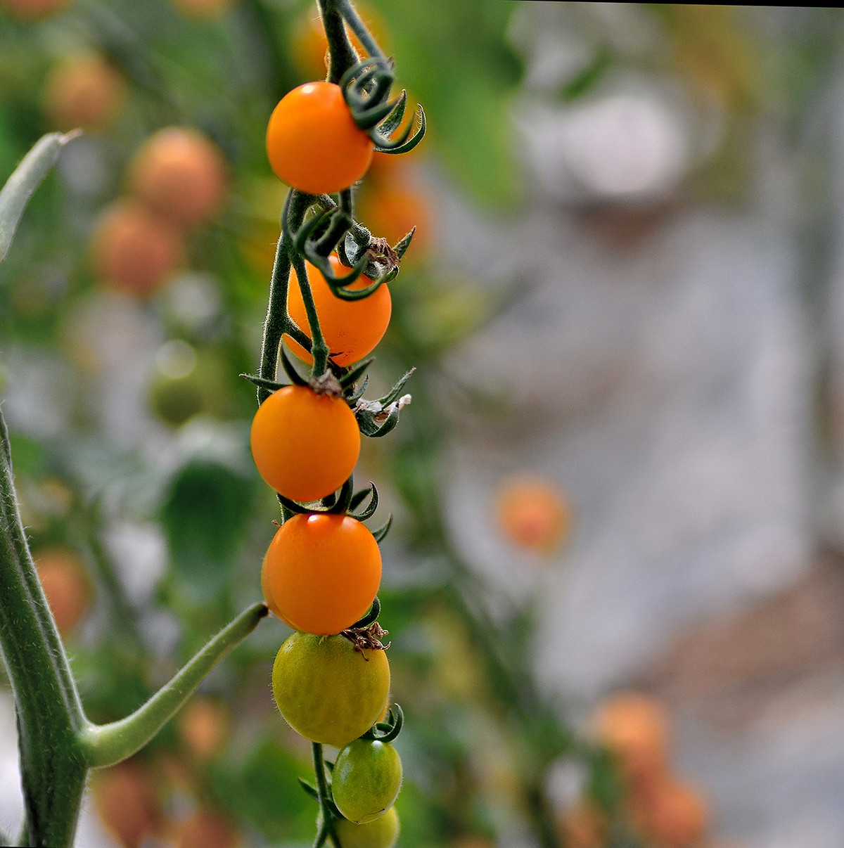 果蔬---樱桃番茄-中关村在线摄影论坛