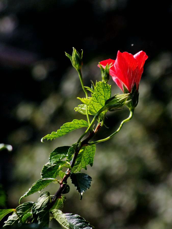 #ZOL月赛-三月风光无限好#大红花