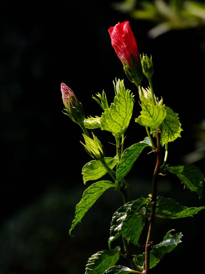 #ZOL月赛-三月风光无限好#大红花