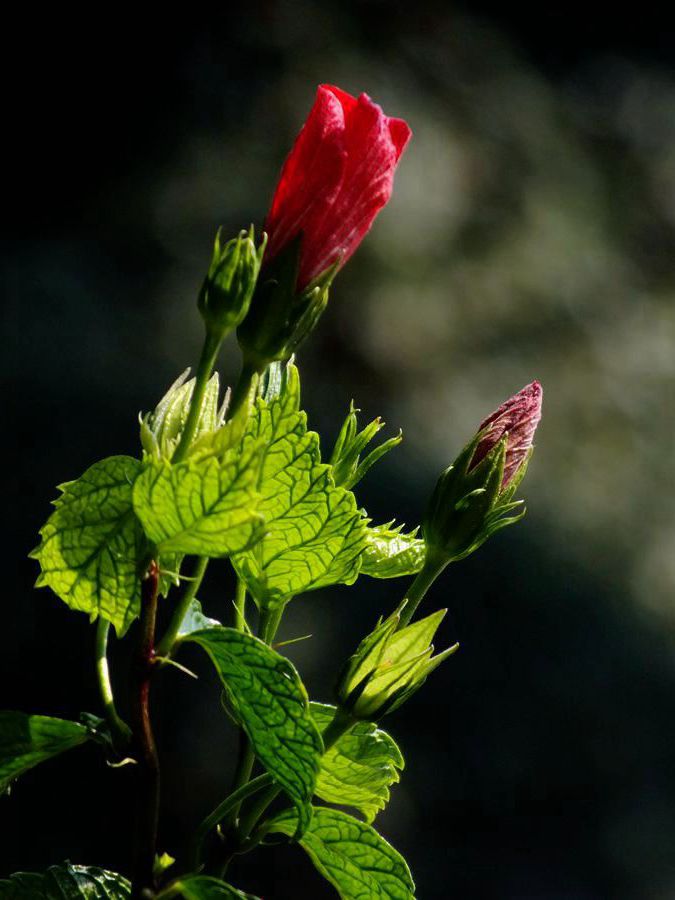 #ZOL月赛-三月风光无限好#大红花