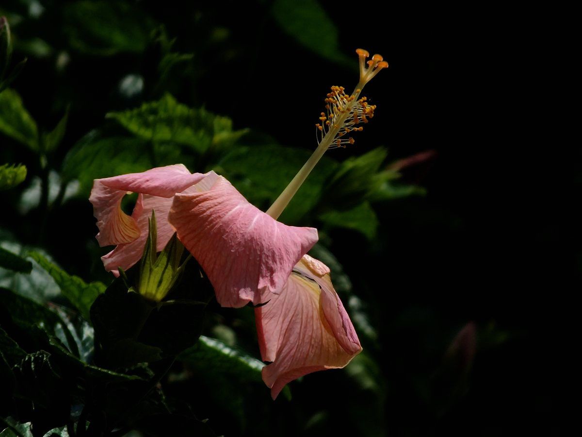 #ZOL月赛-三月风光无限好#大红花