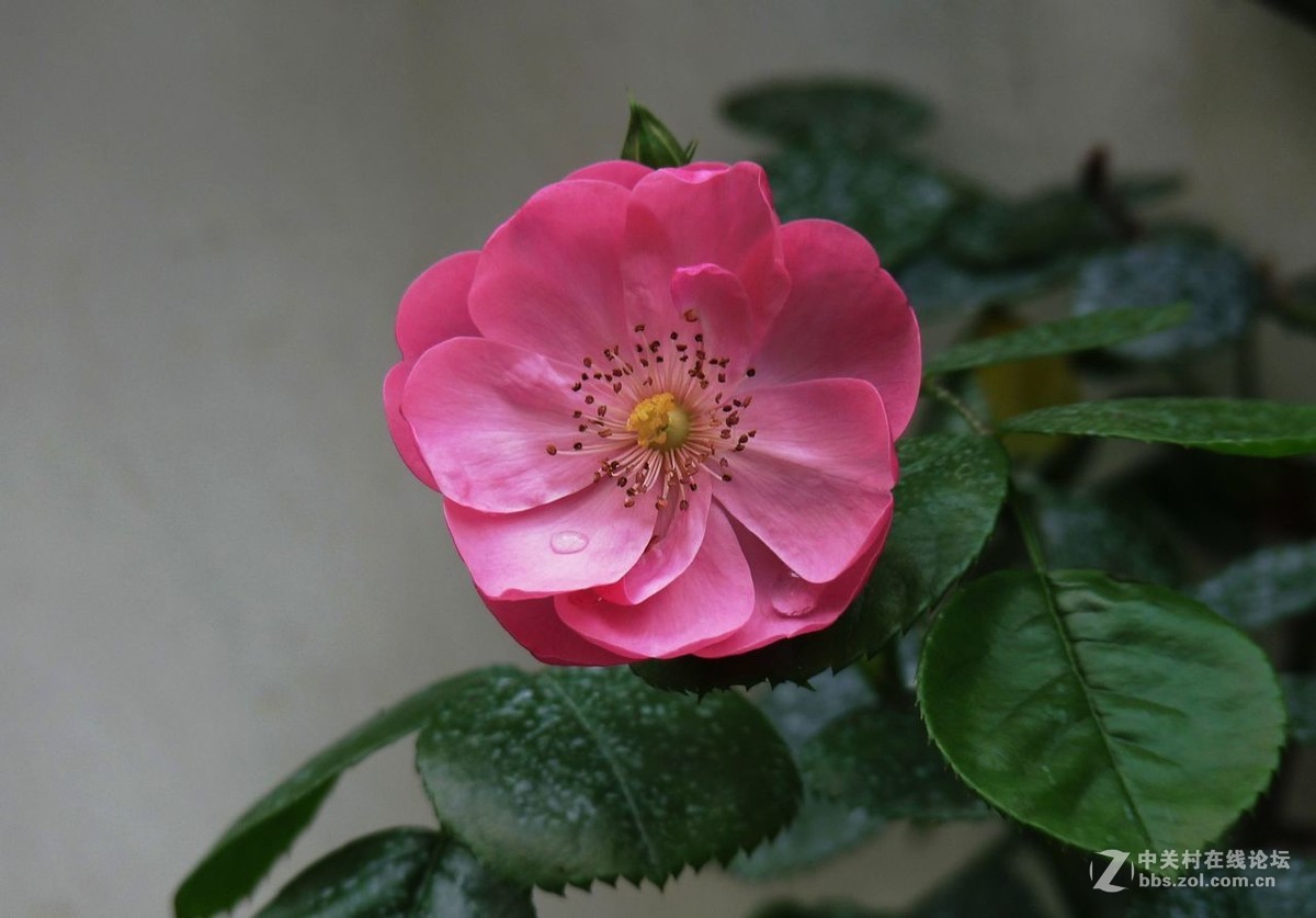 蔷薇花