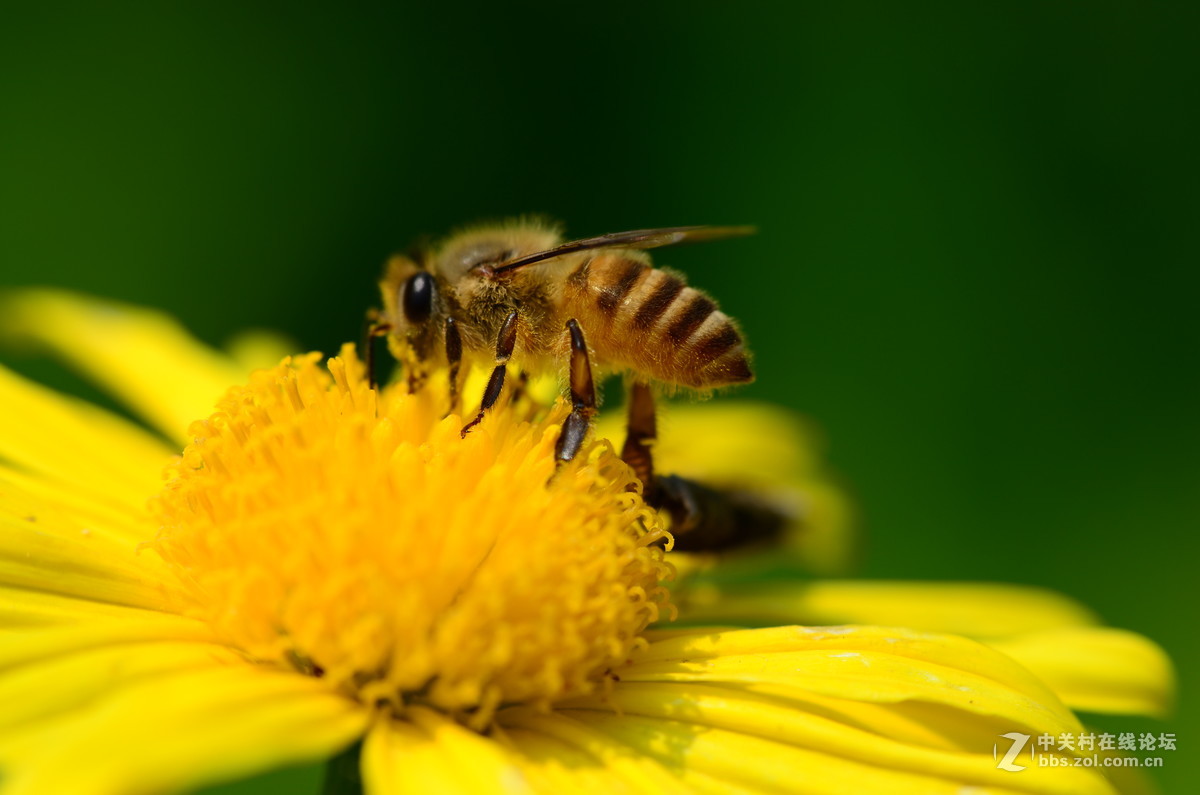 尼康70-300加近摄镜