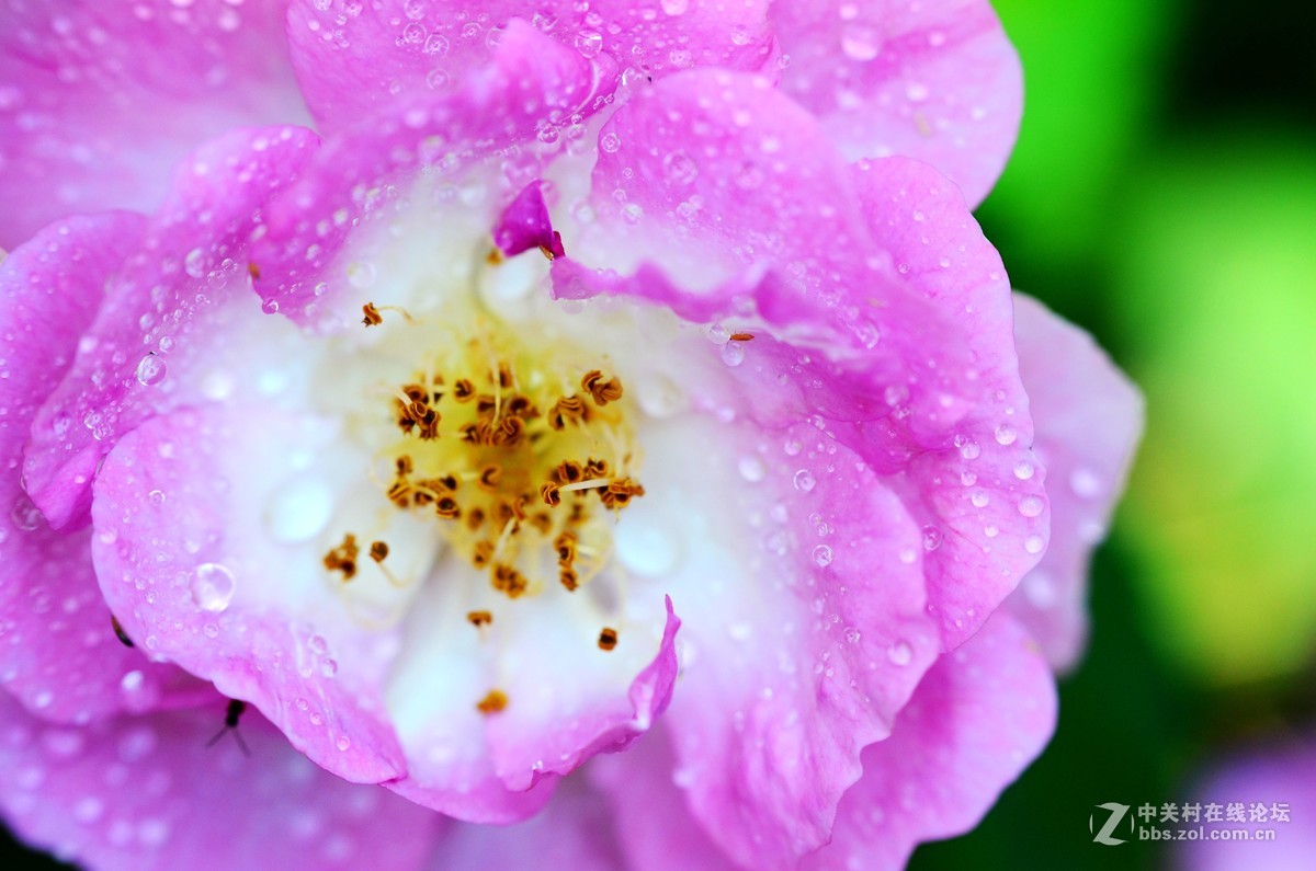 尼康70-300加近摄镜