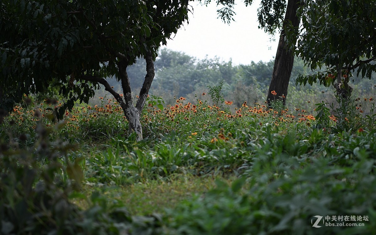 D850试机——大运河森林公园