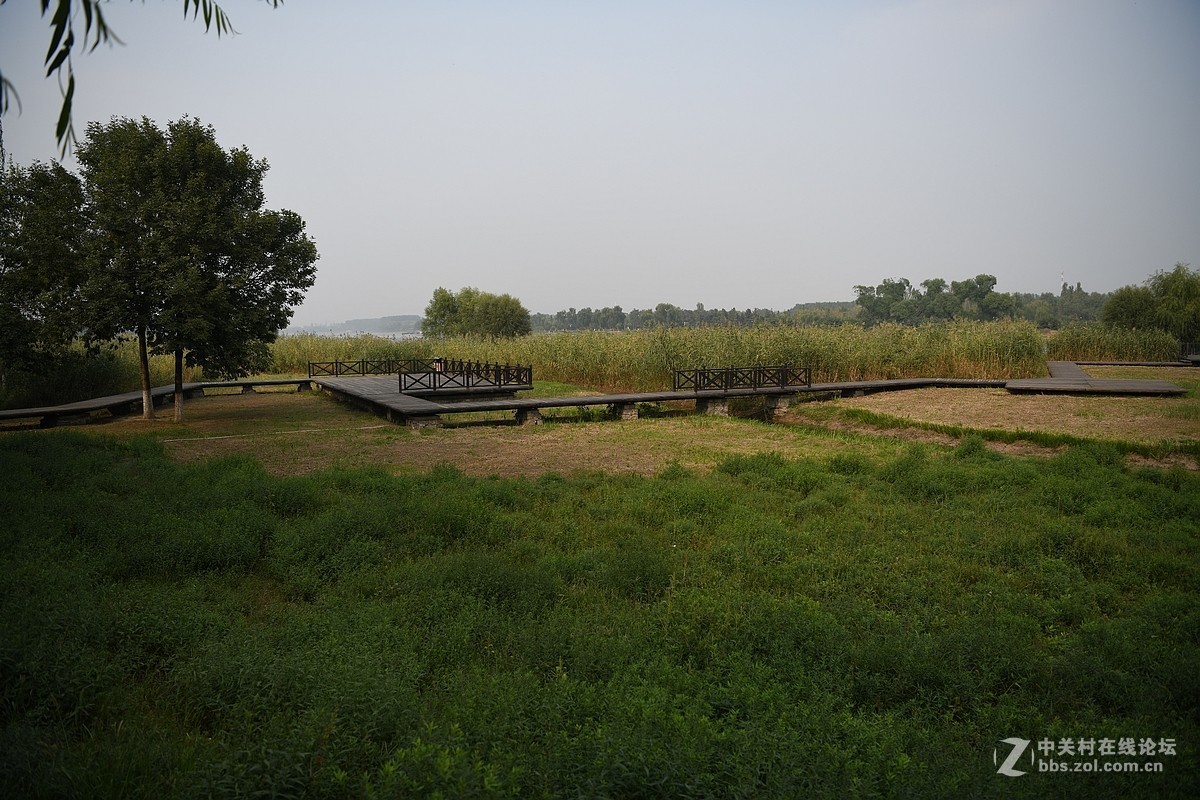 D850试机——大运河森林公园