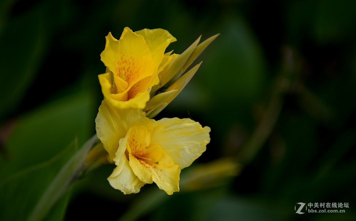 D850试机——大运河森林公园